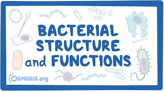 Bacterial Structure and Functions [upl. by Vivyanne]