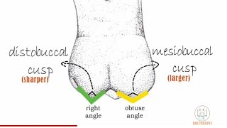 Permanent Maxillary 1st molar  Part 1 [upl. by Uwkuhceki]