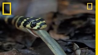 King Cobra vs Olive Water Snake  National Geographic [upl. by Pippy]