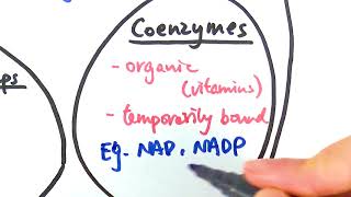 AS Biology  Cofactors OCR A Chapter 44 [upl. by Whiting552]