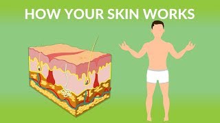 How Your Skin Works  How does the skin work Human skin Structure and Function [upl. by Adnuahs]