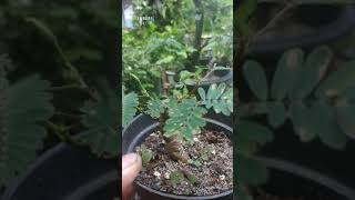 Bonsai Putri Malu  Mimosa Pudica Bonsai [upl. by Nitin]