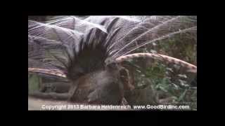 Awesome bird the Lyre Bird mimicking like crazy [upl. by Aianat360]