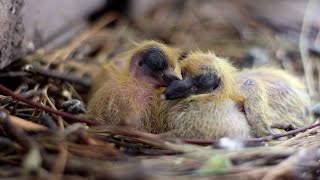 Growth of baby pigeons  From hatching to 4 weeks old [upl. by Nwahsid]