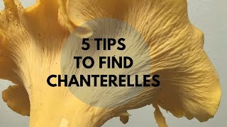 5 Tips to Find Chanterelles [upl. by Peggi]