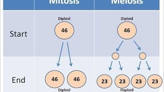 Mitosis vs Meiosis [upl. by Rramed689]