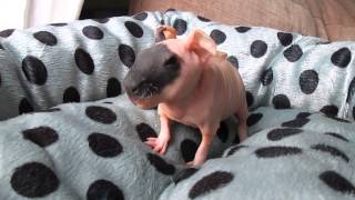 Noisy baby skinny pig Darwin [upl. by Maxantia]