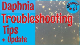 How to a Troubleshoot a Daphnia Culture [upl. by Monteria922]