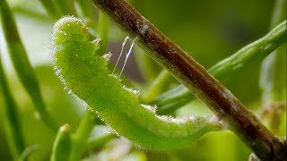 Caterpillar Cocoon Timelapse  BBC Earth [upl. by Gregorio]