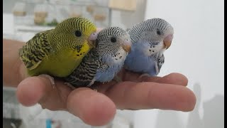 Reproduction Perruches ondulées Partie 2  Budgie Breeding Part 2 [upl. by Mohkos156]