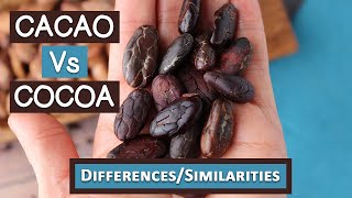 Cacao Vs Cocoa Top 6 Differences and Similarities [upl. by Epp]