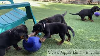 Beauceron Puppies  6 weeks [upl. by Schmitz]