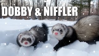 CUTE Pet Ferrets Play In The Snow Dobby and Niffler  EMZOTIC [upl. by Velick]