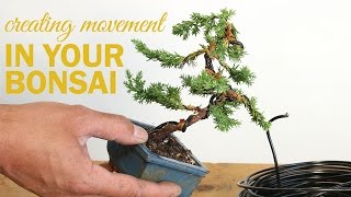 How to Create a Bonsai with Movement  Wiring a bonsai tree trunk [upl. by Eittol]