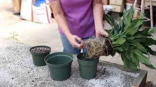 How to repot a Peace Lily [upl. by Myk]