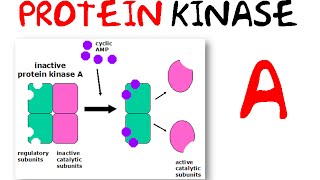 Protein kinase a [upl. by Noleta983]