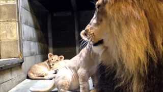 Lion Cubs Meet Dad  Cincinnati Zoo [upl. by Weissman587]