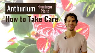 Anthurium Flamingo Plant Care Dos and Donts  BigBoyPlants [upl. by Annid]