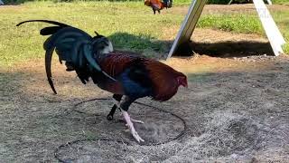 Iron Creek Gamefarm  Alfredo Flores  Top Gamefowl Breeders [upl. by Harwell]