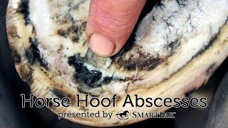 Horse Hoof Abscesses [upl. by Scevo286]