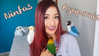 Agapornis VS Ninfas diferencias  DIGO QUE ESPECIE PREFIERO [upl. by Noedig840]