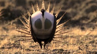 Bodypopping sage grouse  Natures Greatest Dancers  BBC [upl. by Atikaj]