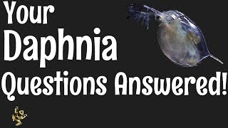 Daphnia Questions Answered [upl. by Kehr]