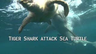 TIGER shark ATTACKS sea turtle  SHARKS [upl. by Gigi]