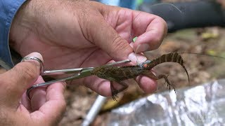 How Lizards Find Their Way Home  HHMI BioInteractive Video [upl. by Larissa]