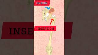 GLUTEUS MINIMUS origin and insertion [upl. by Odnavres753]