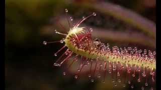 Midge on Drosera capensis Sundew mov [upl. by Nnaasil]