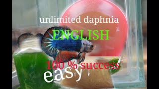 daphnia moina culture Easy way Unlimited production English  with sub Green water Chlorella [upl. by Armilla]