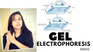 Gel Electrophoresis  Agarose Gel Electrophoresis Lab Procedure [upl. by Yesak569]