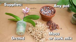 How to Repot an Orchid [upl. by Nyloj]