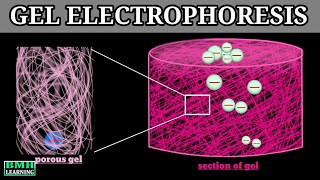 Gel Electrophoresis  Principle Of Electrophoresis [upl. by Shultz677]