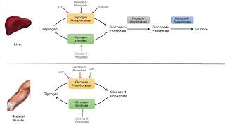 Glycogen Metabolism  Glycogenolysis  Pathway Enzymes and Regulation [upl. by Bardo]