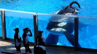 SeaWorld Killer Whale Tilikum Dies [upl. by Ylera]