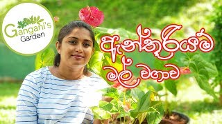 නිවැරදිව ඇන්තුරියම් වවමු  How to grow Anthurium [upl. by Hodge349]