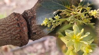 El anillado en el aguacatero para inducir floración [upl. by Ahsina955]