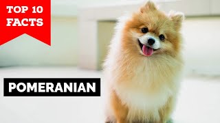 Pomeranian  Top 10 Facts [upl. by Verlee]