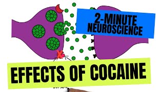 2Minute Neuroscience Effects of Cocaine [upl. by Esidnac]