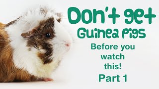 10 Things You Need to Know BEFORE GETTING GUINEA PIGS  Part 1  BEGINNERS GUIDE  Guinea Pig Care [upl. by Onafets]