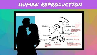 IGCSE BIOLOGY REVISION Syllabus 16 Human Reproduction [upl. by Oile653]