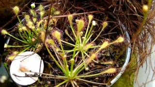 Drosera Intermedia Tropical forms Sundews Carnivorous Plants [upl. by Ehgit]