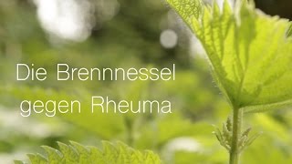 Brennnessel gegen Rheuma  ViriditasHeilpflanzenvideo [upl. by Myrt61]