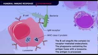 The Humoral Immune Response [upl. by Septima334]