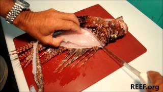 How to Fillet a Lionfish [upl. by Leelahk697]