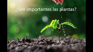 LA IMPORTANCIA DE LAS PLANTAS [upl. by Fedora685]