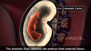 HCL Learning  Embryonic Development in Humans [upl. by Danielle480]