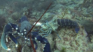 Pêche aux Homards et Coquilles St Jacques en Décembre [upl. by Notsuj782]